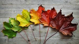 Why do the leaves change color every autumn?