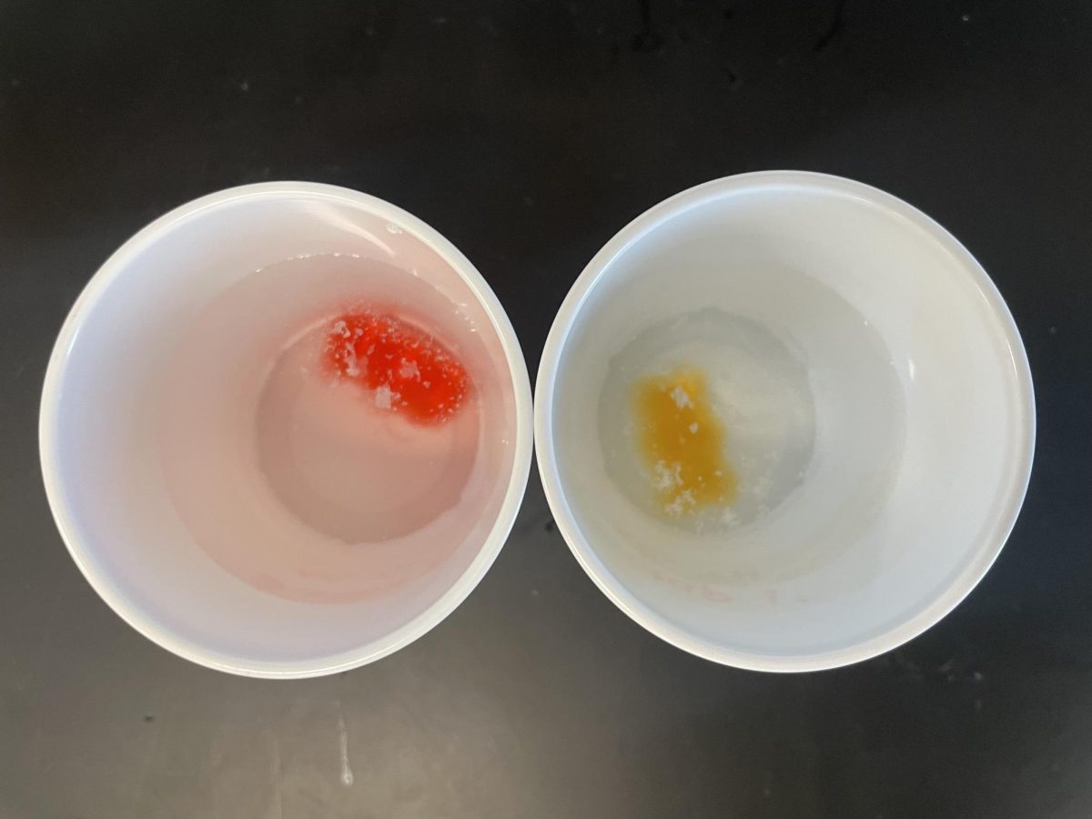 Gummy Bear Science: A Sweet Experiment with Salty Results 