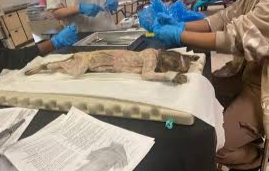 Biomed Does Cat and Pig Dissections