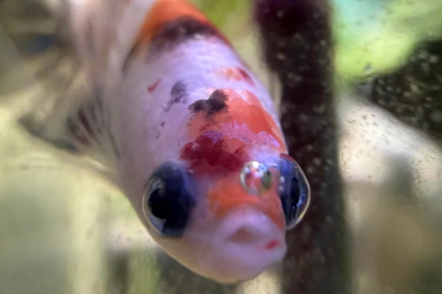 Fishkeeping — deeper than you'd think